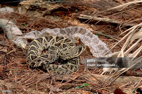 rattlesnake shedding skin.